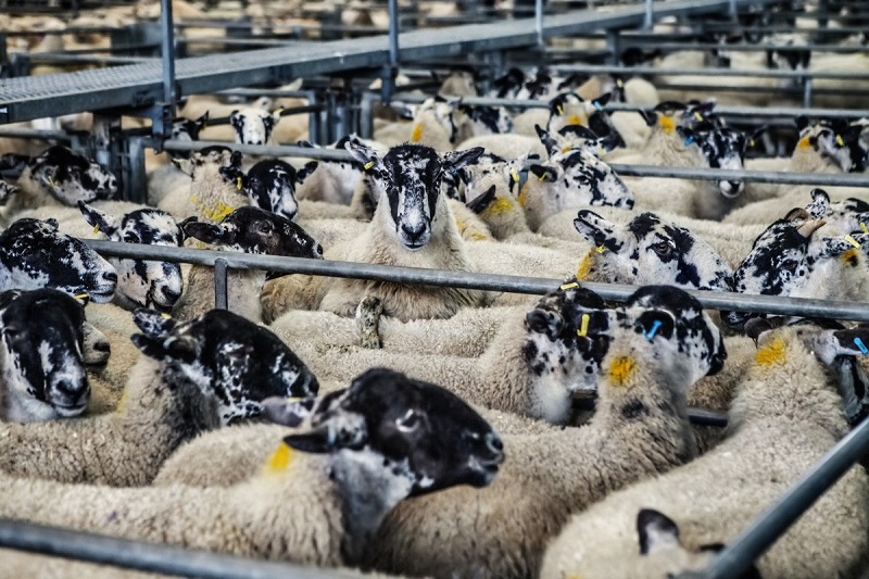 sheep_lambs_market_farm_animal_agriculture_livestock_wool-1081885